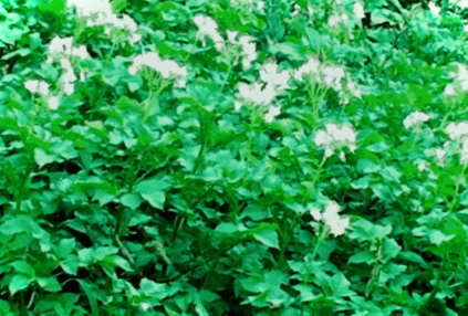 Фітофтороз картоплі - препарати та народні засоби для боротьби з фітофторою