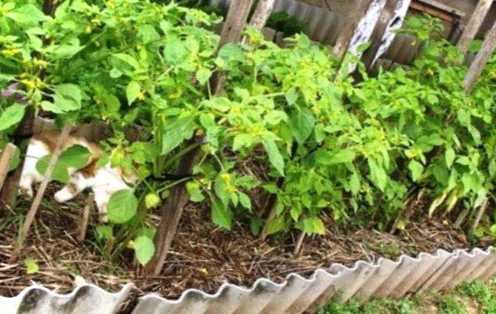 Фізаліс на грядці і як розсада варто садити з помідорами