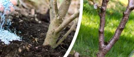 Добриво для посадки плодових дерев |?