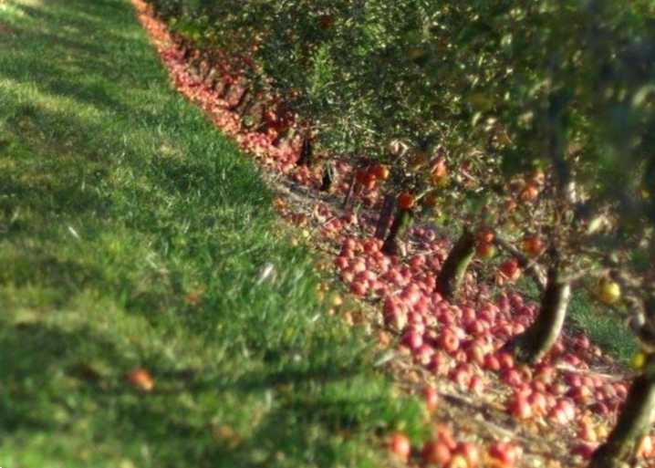 Хвороби оброблюваних рослин видів, причин, фотографії та опис