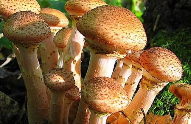 Коли збирати гриби опеньки - відкриття грибного сезону восени