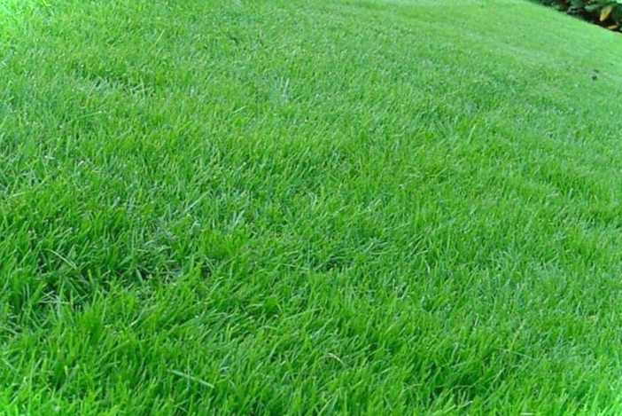 Тіньовитривала газонна трава сорти, що ростуть у тіні під деревами