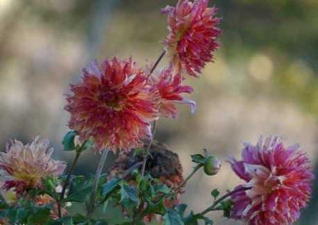 Багаторічні жоржини – коли викопувати і як зберігати взимку