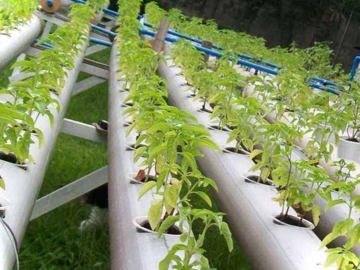 Вирощування огірків методом гідропоніки переваги та недоліки