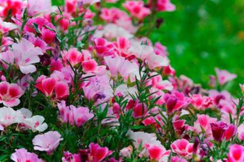 Огляд на квіти, які не потрібно поливати. Відповіді на часті запитання