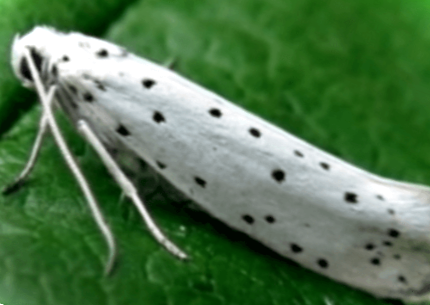 Горностаєва моль - фото та методи боротьби з нею