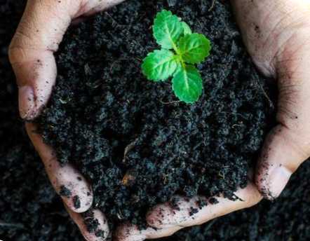 Біогумус у домашніх умовах чи реально зробити своїми руками?