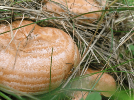 Гриби рижики - як готувати на зиму швидко та смачно!