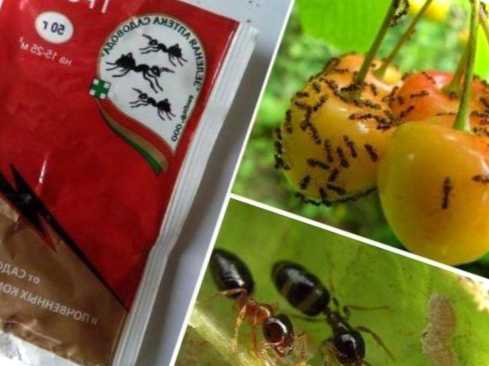 Грім від мурах інструкція з правильного використання засобу