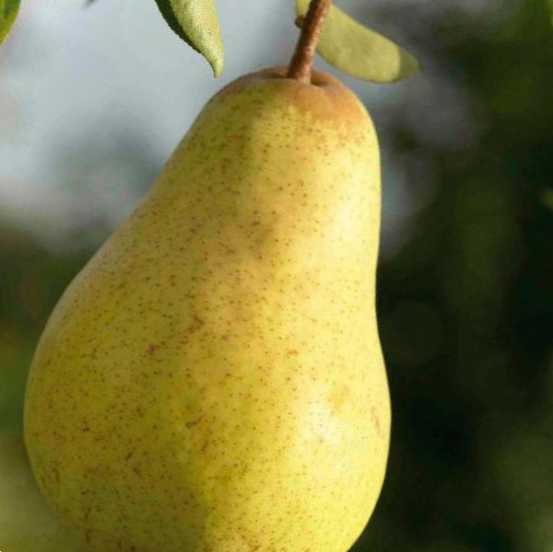 Як правильно прищепити грушу навесні інструкція для початківців