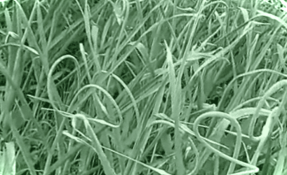 Що можна приготувати із часникових стрілок? Рецепти приготування на зиму та закуски