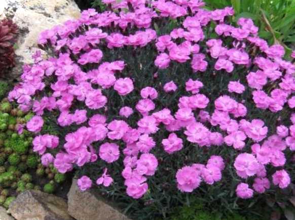 Які альпійські квіти вирощувати у своєму саду? Вибираємо рослини гір