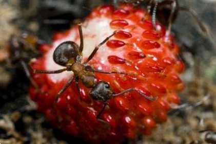 Мурашки їдять полуницю що робити, як вивести, чим обробити грядку