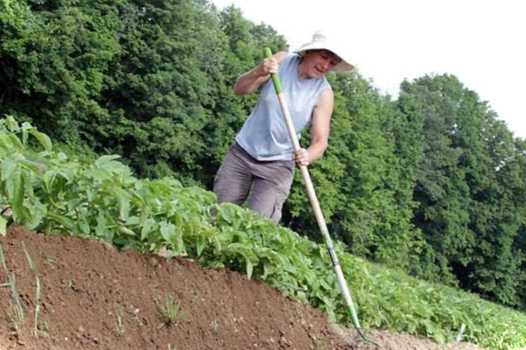 Агроприйом підгортання що це таке, для чого і коли проводять
