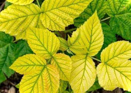 Хлороз рослин – що це таке, причини та чим лікувати