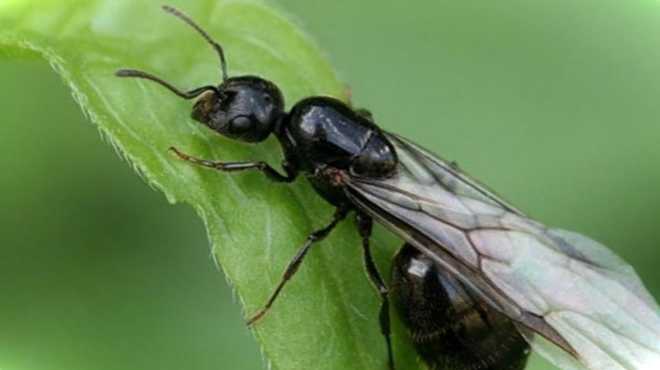 Крилаті літаючі мурахи фото, як позбутися, чи небезпечні для людини
