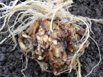 Гниє капуста на корені та в середині що робити, як врятувати врожай