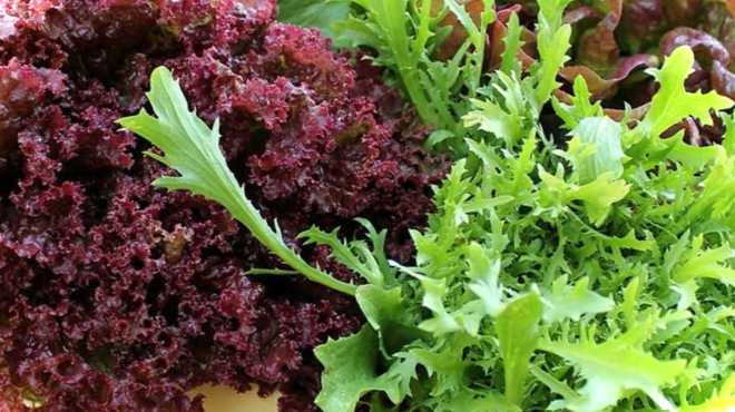 Посів салату листового коли садити і як правильно вирощувати