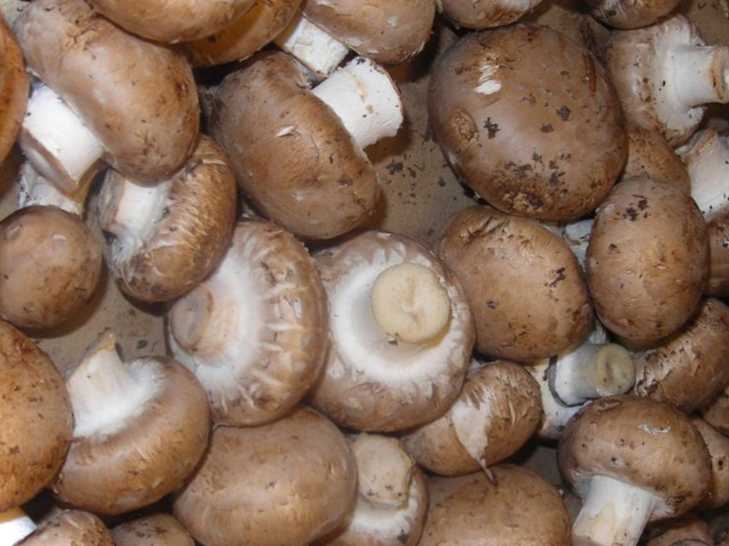 Печериці на балконі та як їх виростити з чого почати вирощування грибів