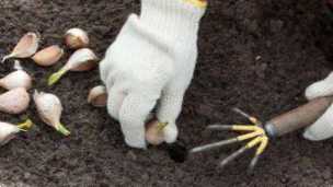 Всі сорти озимого часнику ювілейний Грибовський, Кріпиш, Краснодарський, Синій