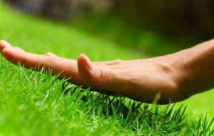 Дизайн газону перед будинком – ідеї від експертів. Як красиво оформити газон?