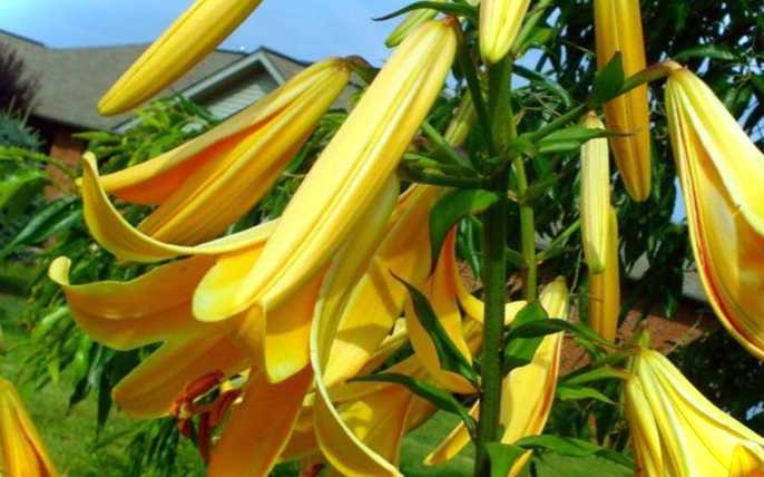 Красива самобутня клумба з чим добре поєднуються лілії та флокси