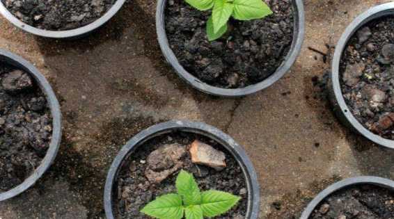 Техноплекс під землею, зверху розсада, що чекати і як боротися?