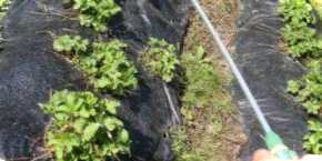 Обробка городу від шкідників