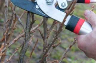 Обрізання кущів смородини, малини та аґрусу восени коли робити