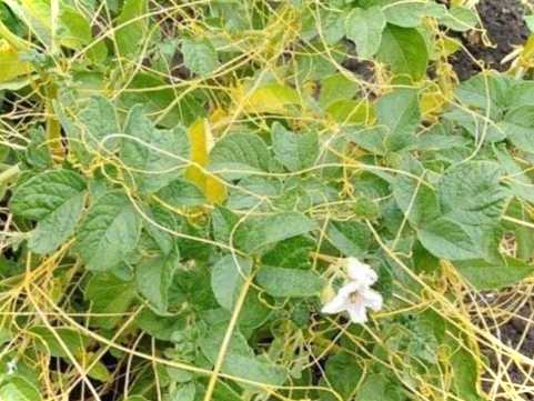 Рослини-паразити повіліка і кислиця фото, опис, як позбутися