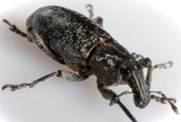 Хвороби та шкідники яблуні як боротися з квіткоїдом та черв'яками