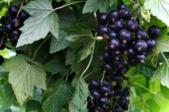 Добриво смородини картопляними очищеннями