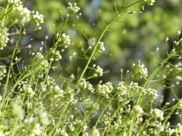 Пастуша сумка як виглядає рослина, корисні властивості, застосування