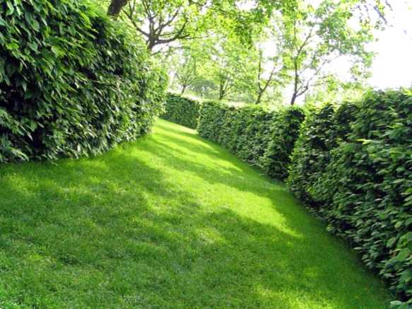 Жива огорожа, що швидко зростає, на дачі яку вибрати і як посадити