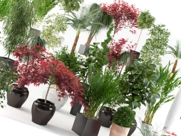 Фітодизайн і що це таке коротке визначення, основи та завдання