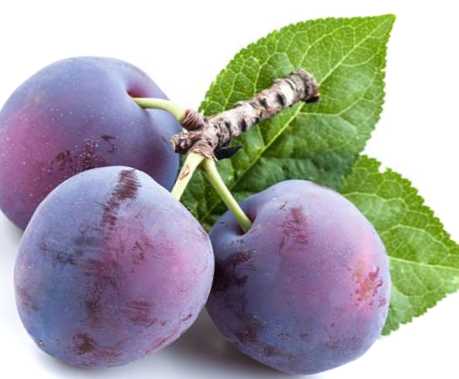 Цікаві факти про лілову зливу та інші смачні сорти