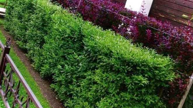 Зелена стіна з рослин що посадити для швидкого зростання живоплоту