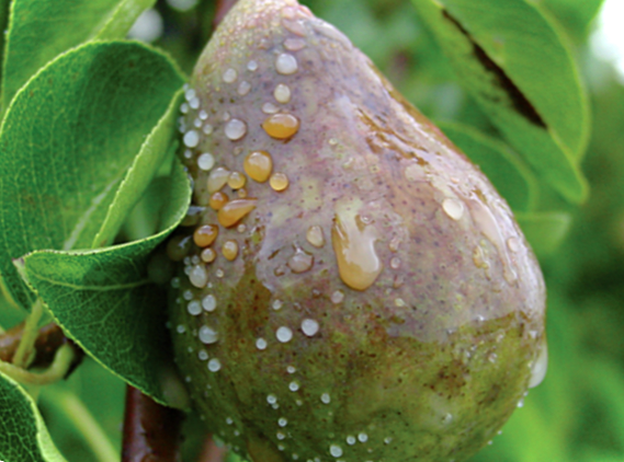 Бактеріальний опік яблуні, груші та інших плодових дерев фото, лікування хвороби
