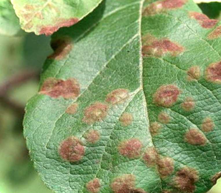 На листках яблуню червоних опуклих плям, що таке захворювання, як лікувати