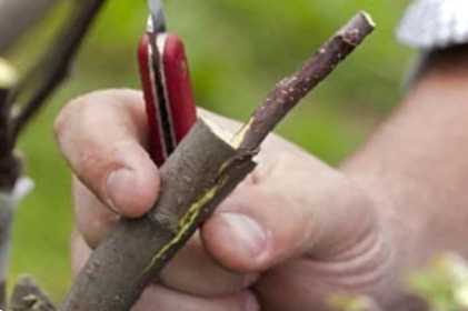 Як прищепити яблуню навесні на молоде дерево