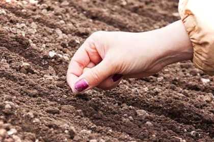 Посадка моркви та буряків коли, як, коли доби сіяти розсаду