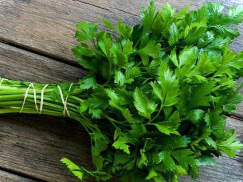 Як пересадити на зиму петрушку з корінням з грядки в горщик?