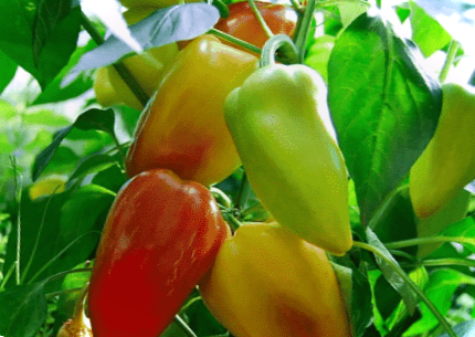 Розсада перцю в домашніх умовах - коли садити перці у 2020 році