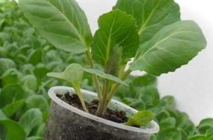 Розсада капусти - коли садити і як виростити в домашніх умовах