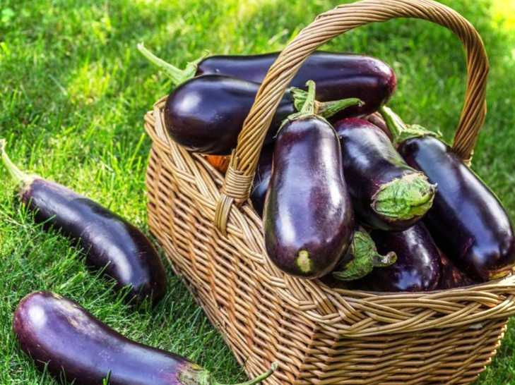 Баклажани як гриби - закуска на святковий стіл. Готуємо смачні сині