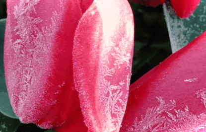 Як уберегти та врятувати розсаду від заморозків у теплиці з полікарбонату та у відкритому грунті?