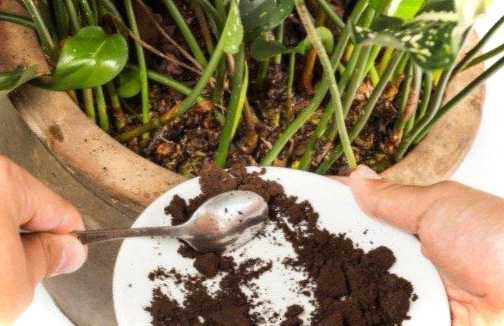 Що це таке спитий чай? Як використовувати чайну заварку як добриво для рослин?