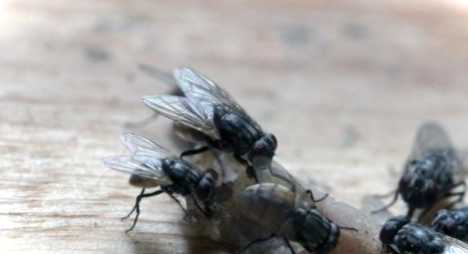 Як позбутися комах у будинку чим поцькувати комарів та мух