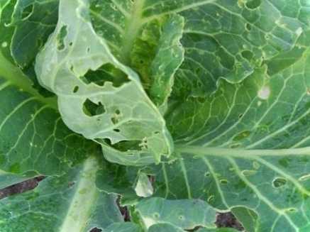 Капустяна міль - як з нею боротися? Народні засоби та інсектициди