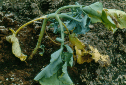 Капустяна муха - методи боротьби з нею. Личинки, фото мухи, та народні засоби